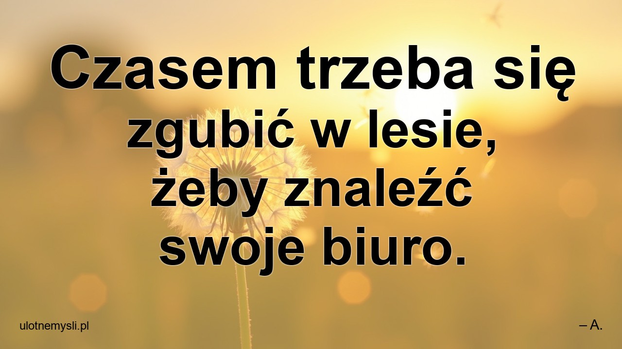 Czasem trzeba się zgubić w lesie,  żeby znaleźć swoje biuro.