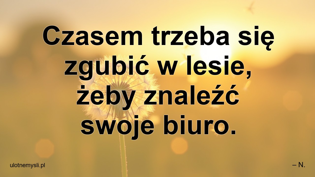Czasem trzeba się zgubić w lesie,  żeby znaleźć swoje biuro.